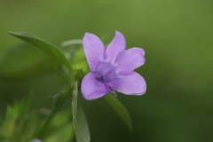 Barleria cristata